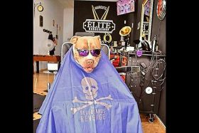 corte dog estilo elite barbershop