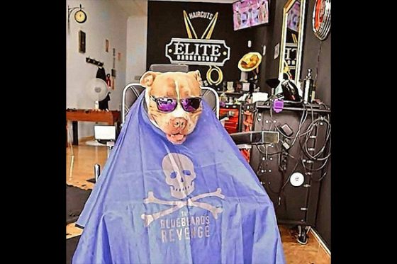 corte dog estilo elite barbershop