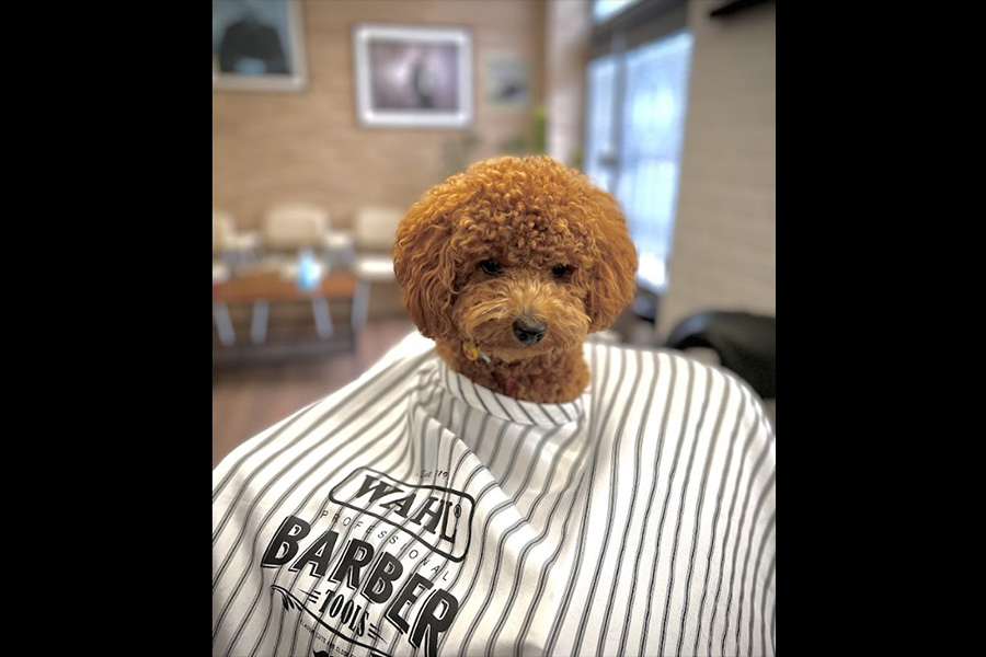 pets interiro baernardo caballeros