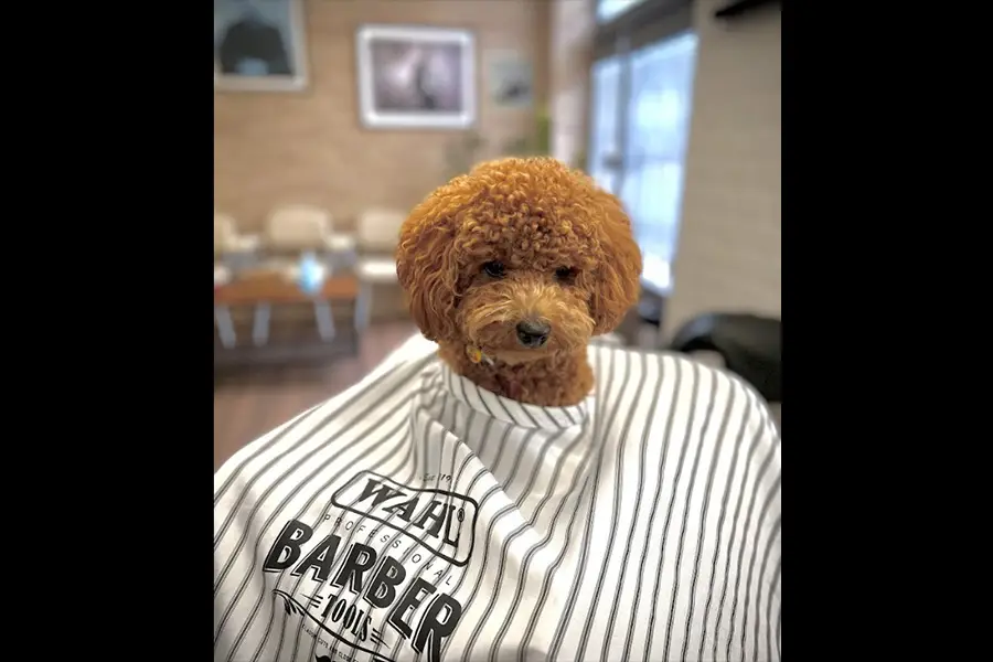 pets interiro baernardo caballeros
